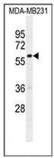 G Protein Nucleolar 3 Like antibody, AP51883PU-N, Origene, Western Blot image 