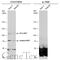 Hepatocyte Growth Factor antibody, GTX111810, GeneTex, Western Blot image 