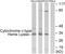 Holocytochrome C Synthase antibody, LS-B10025, Lifespan Biosciences, Western Blot image 