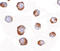 Histidine Triad Nucleotide Binding Protein 1 antibody, LS-B4989, Lifespan Biosciences, Immunocytochemistry image 