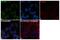 Serine And Arginine Rich Splicing Factor 6 antibody, PA5-41810, Invitrogen Antibodies, Immunofluorescence image 