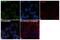 Serine/arginine-rich splicing factor 6 antibody, PA5-41810, Invitrogen Antibodies, Immunofluorescence image 