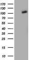 Phosphodiesterase 2A antibody, TA502319, Origene, Western Blot image 