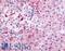 Phosphodiesterase 7B antibody, LS-A704, Lifespan Biosciences, Immunohistochemistry paraffin image 