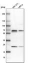 Paraspeckle Component 1 antibody, PA5-58585, Invitrogen Antibodies, Western Blot image 