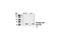 Serum Response Factor antibody, 4261S, Cell Signaling Technology, Western Blot image 