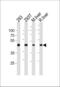 Ornithine Aminotransferase antibody, 63-692, ProSci, Western Blot image 