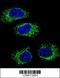 Heat Shock Protein 90 Beta Family Member 1 antibody, 61-702, ProSci, Immunofluorescence image 