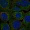 Phospholipid scramblase 3 antibody, NBP2-57329, Novus Biologicals, Immunofluorescence image 