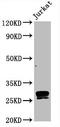 CD99 Molecule (Xg Blood Group) antibody, CSB-RA004973A0HU, Cusabio, Western Blot image 