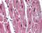 RNA Binding Motif Protein 24 antibody, PA5-41952, Invitrogen Antibodies, Immunohistochemistry frozen image 