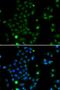 WAP Four-Disulfide Core Domain 2 antibody, orb373476, Biorbyt, Immunofluorescence image 