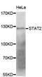 Signal Transducer And Activator Of Transcription 2 antibody, MBS126056, MyBioSource, Western Blot image 