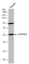 Cytochrome P450 Family 17 Subfamily A Member 1 antibody, GTX102753, GeneTex, Western Blot image 