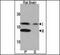 Microtubule Associated Protein 1 Light Chain 3 Beta antibody, PA5-35194, Invitrogen Antibodies, Western Blot image 