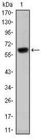 Orthodenticle Homeobox 2 antibody, MA5-15855, Invitrogen Antibodies, Western Blot image 