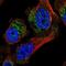 Carboxylesterase 4A antibody, NBP1-90638, Novus Biologicals, Immunofluorescence image 