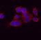 Autophagy Related 4A Cysteine Peptidase antibody, MAB4324, R&D Systems, Immunofluorescence image 