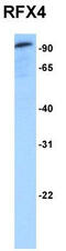 Regulatory Factor X4 antibody, TA345636, Origene, Western Blot image 