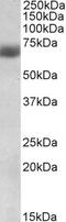 Tryptophan Hydroxylase 2 antibody, 42-339, ProSci, Immunohistochemistry paraffin image 