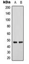 GATA Binding Protein 3 antibody, LS-C356056, Lifespan Biosciences, Western Blot image 