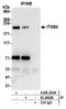 Integrin Subunit Beta 4 antibody, A305-203A, Bethyl Labs, Immunoprecipitation image 