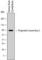 Proprotein Convertase Subtilisin/Kexin Type 2 antibody, MAB6018, R&D Systems, Western Blot image 