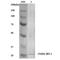 Heme Oxygenase 1 antibody, LS-C775984, Lifespan Biosciences, Western Blot image 