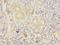 Transmembrane Protein 41A antibody, LS-C376858, Lifespan Biosciences, Immunohistochemistry paraffin image 