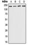 Chromodomain Helicase DNA Binding Protein 6 antibody, orb215115, Biorbyt, Western Blot image 