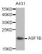 Histone chaperone ASF1B antibody, abx004993, Abbexa, Western Blot image 