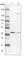 WD Repeat Domain 92 antibody, HPA035336, Atlas Antibodies, Western Blot image 