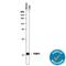 Fatty Acid Binding Protein 1 antibody, AF2964, R&D Systems, Immunohistochemistry frozen image 