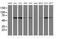 Chimerin 1 antibody, MA5-26053, Invitrogen Antibodies, Western Blot image 