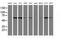 Chimerin 1 antibody, MA5-26053, Invitrogen Antibodies, Western Blot image 