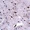 Killer cell lectin-like receptor 2 antibody, orb75143, Biorbyt, Immunohistochemistry paraffin image 