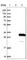 Rhophilin Associated Tail Protein 1 Like antibody, HPA039193, Atlas Antibodies, Western Blot image 