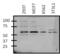 GATA Binding Protein 6 antibody, GTX54528, GeneTex, Western Blot image 