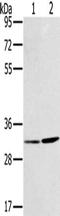 Estradiol 17-beta-dehydrogenase 12 antibody, CSB-PA064313, Cusabio, Western Blot image 