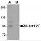 Zinc Finger CCCH-Type Containing 12C antibody, MBS150752, MyBioSource, Western Blot image 