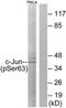 Jun Proto-Oncogene, AP-1 Transcription Factor Subunit antibody, TA326042, Origene, Western Blot image 