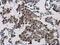 TRNA Methyltransferase 2 Homolog A antibody, PA5-78471, Invitrogen Antibodies, Immunohistochemistry frozen image 