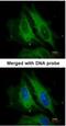 Nucleotide Binding Oligomerization Domain Containing 1 antibody, NBP1-31349, Novus Biologicals, Immunocytochemistry image 