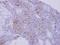 Nidogen 1 antibody, NBP2-16341, Novus Biologicals, Immunohistochemistry paraffin image 