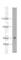 TSPY Like 4 antibody, 17576-1-AP, Proteintech Group, Western Blot image 