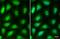 Lysyl Oxidase Like 2 antibody, NBP1-32954, Novus Biologicals, Immunofluorescence image 