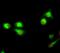 APC Regulator Of WNT Signaling Pathway antibody, A00008, Boster Biological Technology, Immunofluorescence image 