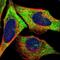 LLGL Scribble Cell Polarity Complex Component 2 antibody, NBP1-81753, Novus Biologicals, Immunofluorescence image 