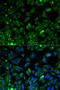 Eukaryotic Translation Elongation Factor 2 antibody, LS-C746711, Lifespan Biosciences, Immunofluorescence image 