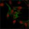 CD68 Molecule antibody, GTX34544, GeneTex, Immunofluorescence image 